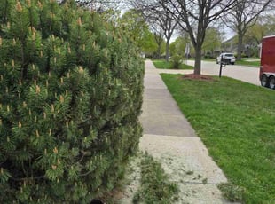 Bush Trimming by Chris Ayala for Amy M. in Hoffman Estates, IL