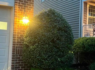 Bush Trimming by Jonathan Villatoro for Tony T. in Frederick, MD