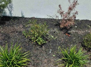 Ann-Maria C.'s Flower Bed Weeding service result