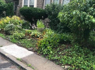 Bush Trimming by Kenneth Lagger for Maria K. in Toledo, OH