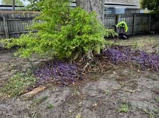 Leaf Removal by Keo Brown for Amy A. in Fort Lauderdale, FL