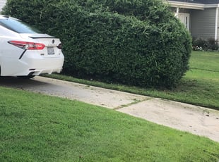 Bush Trimming by Danielle Patterson for Shamika M. in Norfolk, VA