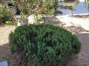 Bush Trimming by Daniel Forward for Thomas J. in Las Vegas, NV