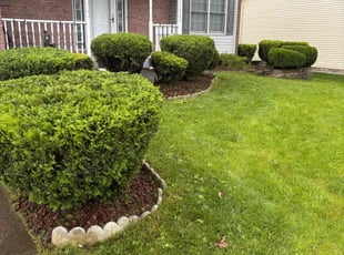 Darius D.'s Bush Trimming service result