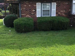 Bush Trimming by James Meredith jr for Bilal A. in Petersburg, VA