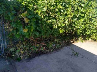 Bush Trimming by Richard Kidman for Nicole R. in Saint Paul, MN