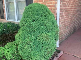 Bush Trimming by Romeo Twalla for Patricia M. in Falling Waters, WV