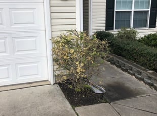 Bush Trimming by James Mullins for Regine A. in Charlotte, NC