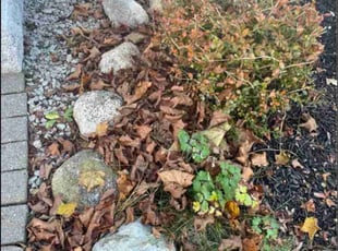 Leaf Removal by Francisco A Monrroy Velasquez for David B. in San Antonio, TX