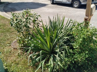Bush Trimming by Robert Pace for Sheila R. in Indianapolis, IN