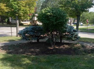 Bush Trimming by Tefel Rivera for Kenny m. in Parma Heights, OH