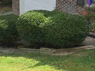 John C.'s Bush Trimming service result