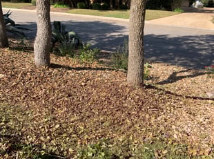 Bush Trimming by Adel Baker for roy f. in San Antonio, TX