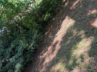 Leaf Removal by Kathrine Brown for Chris W. in Charlottesville, VA