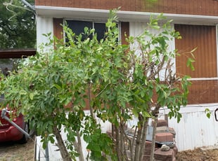 Bush Trimming by Stanmore Hinds for Stella G. in San Antonio, TX