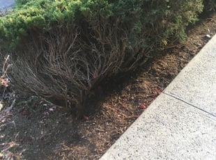 Cleanups by Jeff Carr for Sheldon A. in Shelton, CT