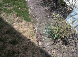 Leaf Removal by Cisco Harris for Allison H. in Prairie Village, KS