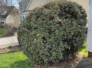 Bush Trimming by Ron Goldshmid for Jason D. in Charlotte, NC