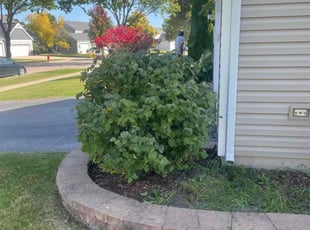 Bush Trimming by Jose Sanchez for Rhonda S. in South Elgin, IL