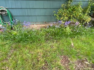 Weeding by Jaelonie Ayres for Shawn S. in Seattle, WA
