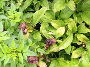 Tammy G.'s Flower Bed Weeding service result