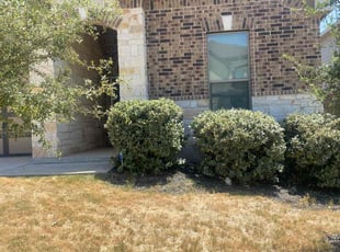 Bush Trimming by Bradley Matthiesen for Walter K. in Boerne, TX