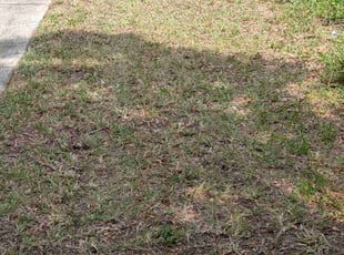 Leaf Removal by John Murtagh for Vanessa K. in Oldsmar, FL