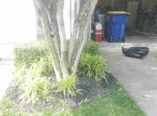 Bush Trimming by Chris Stewart for Kevin R. in Washington, DC