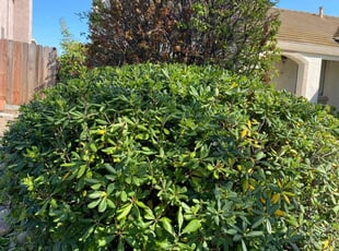 Bush Trimming by Maria Almendra for Jeanette S. in Oakley, CA