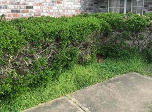 Bush Trimming by Andy Roach for Marva J. in Glenpool, OK