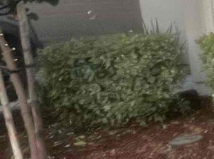 Joan J.'s Bush Trimming service result