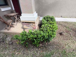 Bush Trimming by Arely Elrod for Justin H. in Ruskin, FL