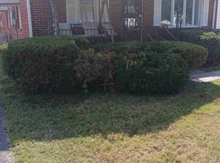 Bush Trimming by Dontai Jackson for Larry S. in Louisville, KY