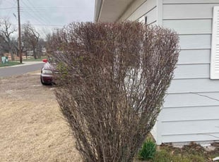 Bush Trimming by Lance Holtman for Tyler B. in Bethany, OK