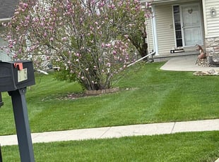 Jammel R.'s Lawn Care service result
