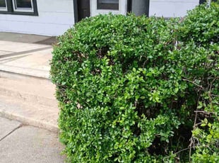 Bush Trimming by Mark Haymes for Charles W. in Hagerstown, MD