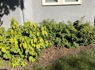 Weeding by Adam Caya for Kevin G. in Minneapolis, MN
