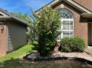 Bush Trimming by Gavin Rogers for Douglas W. in Lexington, KY