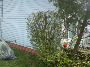 Bush Trimming by Marcus Williams for Kathy V. in Bedford, OH