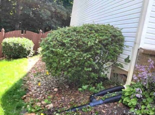 Dr. Joe O.'s Bush Trimming service result