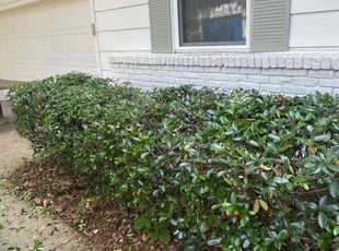 Bush Trimming by Jae Burkes for Katie W. in Jackson, MS