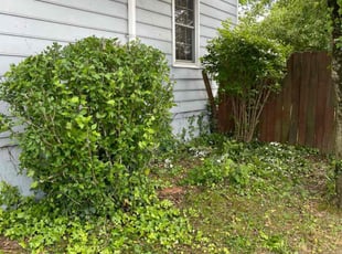 Bush Trimming by Arthur Haskins for Shamim M. in Richmond, VA