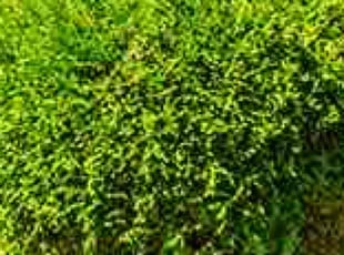 Bush Trimming by Zachery Wright for Cheryl K. in Willingboro, NJ
