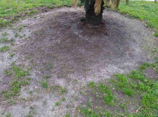 Weeding by Troy Williams for Carolyn M. in Houston, TX