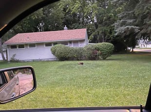 Bush Trimming by Ana Carachure for Troy B. in East Lansing, MI