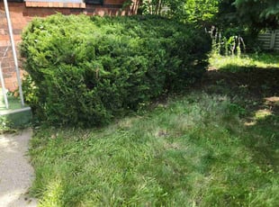 Bush Trimming by Ronnie Anderson for Jude A. in Milwaukee, WI