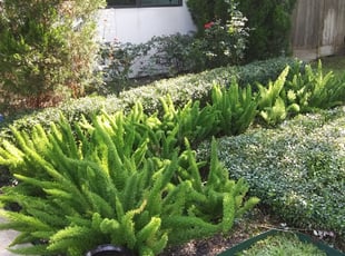 Bush Trimming by Daniel Campos for Kris K. in Bellaire, TX
