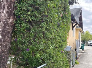 Bush Trimming by Maria Almendra for Dwight D. in Hayward, CA