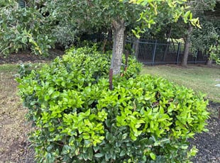 Rex G.'s Bush Trimming service result