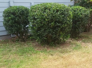 Bush Trimming by Jason Mauldin for Derek B. in Sugar Hill, GA